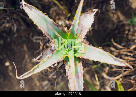 Reifen aloe Sukkulenten wachsen auf dem Gelände der alten Picton Kirche, Bunbury, Western Australia an einem bewölkten Morgen im Sommer Stockfoto