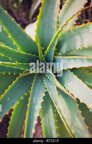 Reifen aloe Sukkulenten wachsen auf dem Gelände der alten Picton Kirche, Bunbury, Western Australia an einem bewölkten Morgen im Sommer Stockfoto