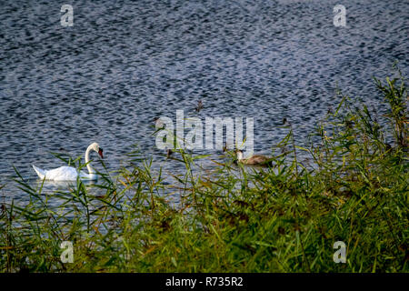 Floating Wasservögel junge Schwäne, wilde Vögel schwimmen auf dem See, die Tier- und Pflanzenwelt Landschaft. Schwäne schwimmen am See in Kemeri Nationalpark. White Swan und Yo Stockfoto