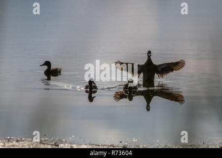 Floating Wasservögel junge Enten, wilde Vögel schwimmen auf dem See, die Tier- und Pflanzenwelt Landschaft. Enten schwimmen auf dem See in Kemeri Nationalpark. Super Duck fami Stockfoto