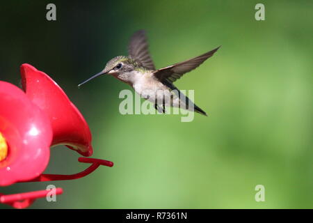 Hummingbird am Schrägförderer/Colibri a l'Abreuvoir Stockfoto