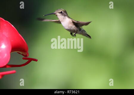 Hummingbird am Schrägförderer/Colibri a l'Abreuvoir Stockfoto