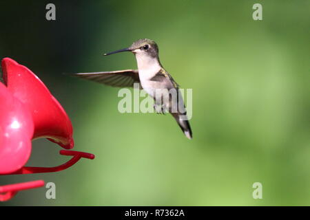 Hummingbird am Schrägförderer/Colibri a l'Abreuvoir Stockfoto