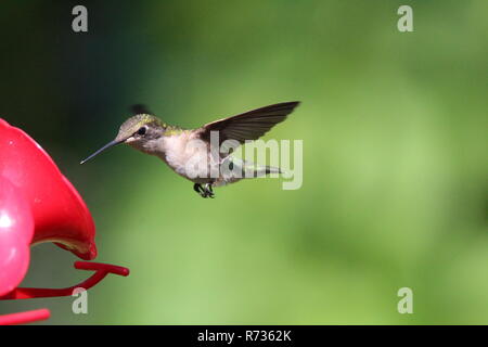 Hummingbird am Schrägförderer/Colibri a l'Abreuvoir Stockfoto