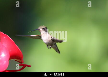 Hummingbird am Schrägförderer/Colibri a l'Abreuvoir Stockfoto