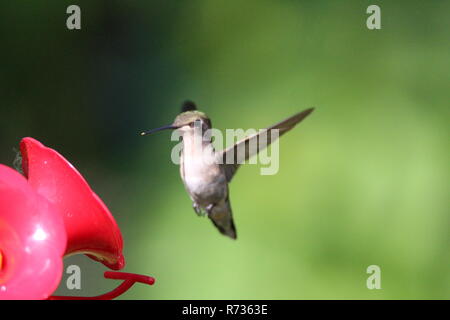 Hummingbird am Schrägförderer/Colibri a l'Abreuvoir Stockfoto