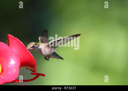 Hummingbird am Schrägförderer/Colibri a l'Abreuvoir Stockfoto