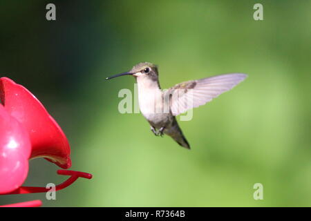 Hummingbird am Schrägförderer/Colibri a l'Abreuvoir Stockfoto