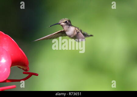 Hummingbird am Schrägförderer/Colibri a l'Abreuvoir Stockfoto