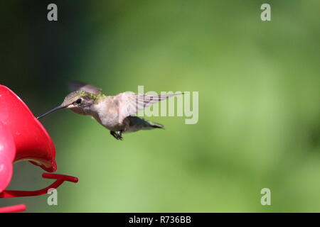 Hummingbird am Schrägförderer/Colibri a l'Abreuvoir Stockfoto