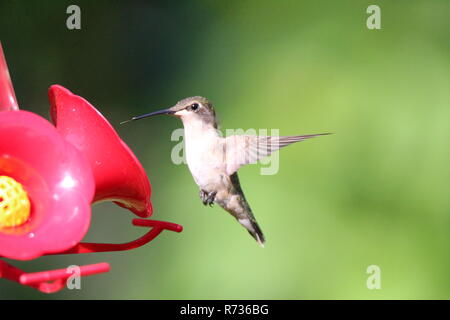 Hummingbird am Schrägförderer/Colibri a l'Abreuvoir Stockfoto