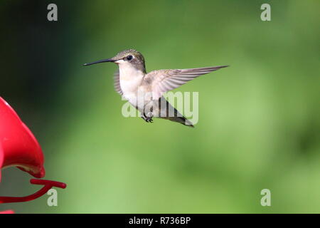 Hummingbird am Schrägförderer/Colibri a l'Abreuvoir Stockfoto