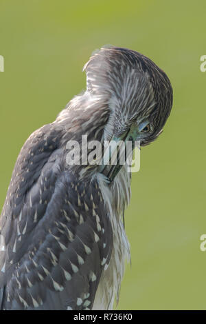 Schwarz - gekrönte Nachtreiher Nycticorax nycticorax [], Juvenile Stockfoto