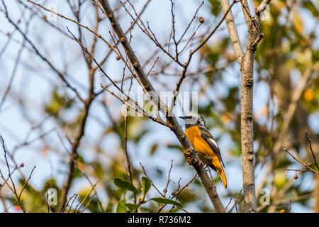 [Daurian Redstart Phoenicurus auroreus], männlichen Erwachsenen Stockfoto