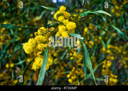 Gelbe Acacia pulchella Mimosa Stockfoto
