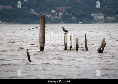 Ein double-Crested cormorant thront auf einem alten ungenutzten Piling auf einem Pier in den Hudson River. Piermont, New York Stockfoto