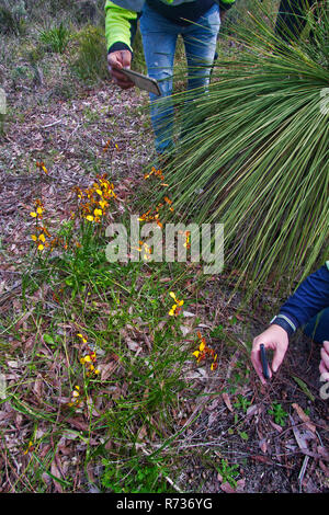 Mobile Kameras Null auf bunten Esel Orchideen Stockfoto