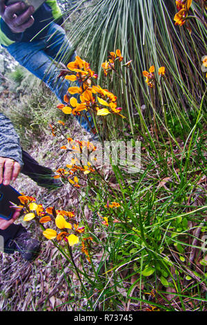 Mobile Kameras Null auf bunten Esel Orchideen Stockfoto