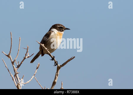 Endemische Arten der Kanarischen Inseln Schwarzkehlchen (Saxicola dacotiae) in einem Baum auf Fuerteventura Kanarische Inseln Spanien sitzen Stockfoto