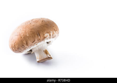 Pilze auf weißem Hintergrund. Copyspace Stockfoto