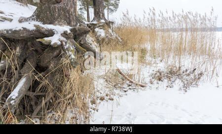 Pinien mit knorrigen Wurzeln, die auf die Neigung zur Bodenerosion ausgesetzt. Ökologische Probleme. Stockfoto