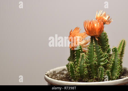 Cactus, isoliert, Pflanze, weiße, Topf, Hintergrund, Grün, saftig, Dekoration, Natur, Topfpflanzen, Garten, Wachsen, Aloe, Haus, kleines, Design, sammeln Stockfoto