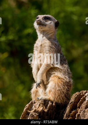 Erdmännchen (suricata suricatta) auf Wache im Cotswold Wildlife Park, Oxforshire, England, Großbritannien Stockfoto