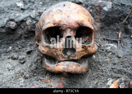 Archäologische Ausgrabung mit Schädel noch halb in die Erde eingegraben Stockfoto