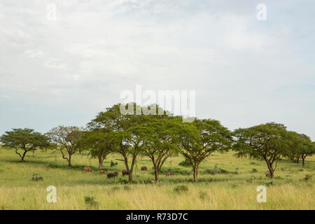 Elefanten im Gras Landschaft, Uganda Stockfoto