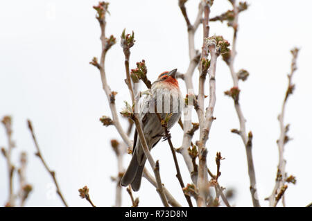 Ein lila Finch in einem Baum gehockt. Stockfoto
