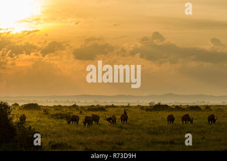 Topi (Damaliscus korrigum) Antilope, Uganda Stockfoto