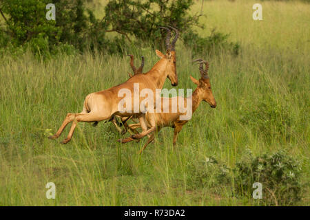 Jackson's Hartebeest (Alcelaphus buselaphus), Antilope, Murchison Falls Nationalpark, Uganda Stockfoto