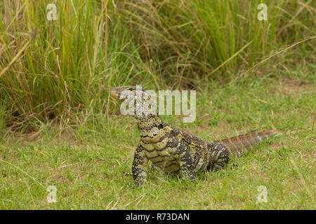 Nil Waran (Varanus niloticus), Lizard, Murchison Falls Nationalpark, Uganda Stockfoto