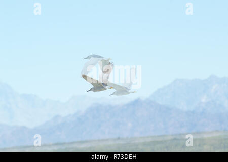 Eine schwarze gekrönt Night Heron in der Nähe von Bergen in Utah fliegen. Stockfoto