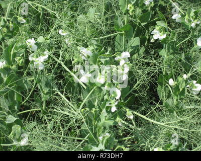 Blühende Erbsen in das Feld ein. Blüte der Hülsenfrüchte. Blumen von Erbsen Stockfoto