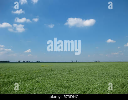 Blühende Erbsen in das Feld ein. Blüte der Hülsenfrüchte. Blumen von Erbsen Stockfoto