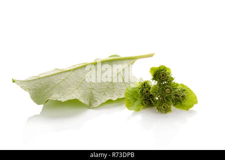 Medizinische Klette Anlage. Stockfoto