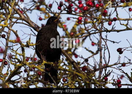 Amsel im Baum Stockfoto