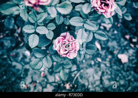 Abstrakte farbenfrohe grüner Hintergrund mit Blumen, Rosen. Moderne Hintergrund Stockfoto