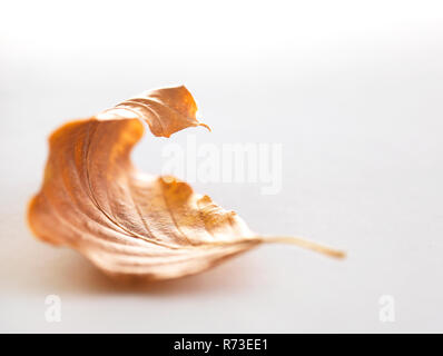 Herbst Birke Blatt Stockfoto
