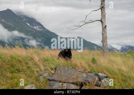 Alaskan schwarzer Bär sitzt in einer schönen Wiese mit Wildblumen. Stockfoto