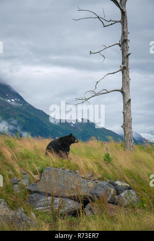 Alaskan schwarzer Bär sitzt in einer schönen Wiese mit Wildblumen. Stockfoto