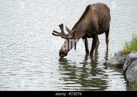 Schöne Alaska Moose wandert in den ruhigen Wasser Stockfoto