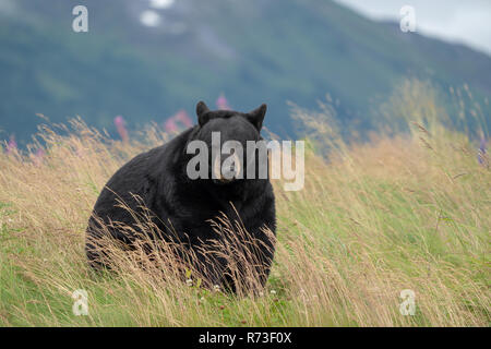 Schöne Alaska schwarzer Bär sitzt auf einer Wiese, die sich auf die Seite, mit offenem Mund und Zunge Stockfoto