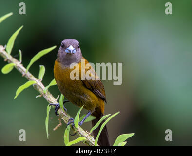 Die passerini Tanager - Frau - ramphocelus Passerinii, La Fortuna Costa Rica Stockfoto