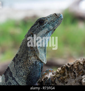 Schwarz stacheligen Tailed Iguana - Ctenosaura Imilis. Playa Carmen, Halbinsel Nicoya in Costa Rica. Stockfoto