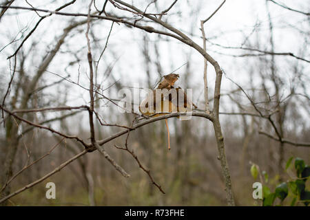 Eine große solitäre Blatt in Filialen in Fallen gefangen. Stockfoto