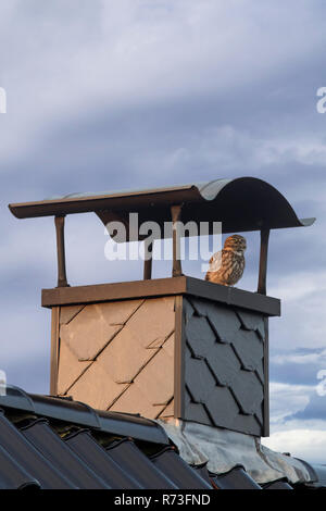 Steinkauz (Athene noctua) auf modernen Schornstein des Hauses im Dorf thront Stockfoto