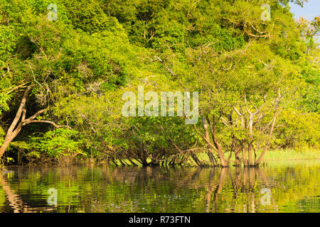 Panorama vom Amazonas-Regenwald, brasilianische Feuchtgebiet Region. Schiffbaren Lagune. Südamerika-Wahrzeichen. Amazonien Stockfoto