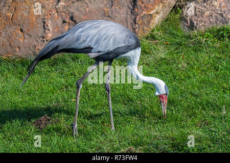 Klunkerkranich (Bugeranus carunculatus Grus/carunculata) Nahrungssuche, beheimatet in Afrika Stockfoto